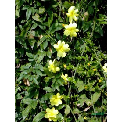 桂花1图片\桂花1报价