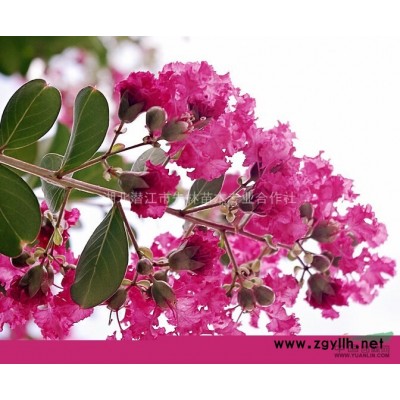 2015年桂花出售，湖北桂花批发，优质桂花供应