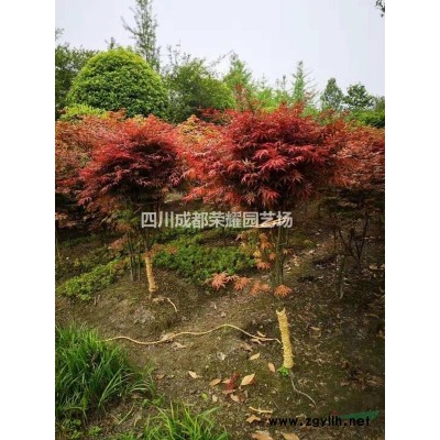 四川成都供应高杆桂花米径1---20cm图3