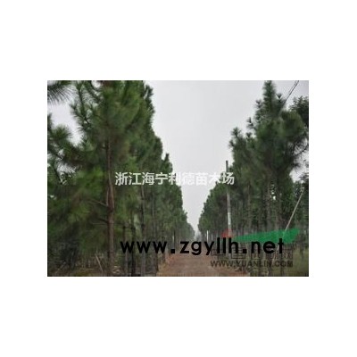 浙江出售3-8公分女贞，优质女贞价格，*便宜大叶女贞小苗价格