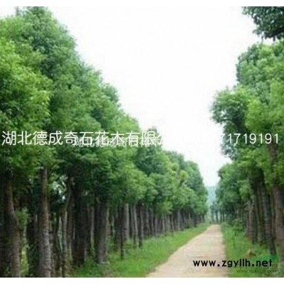 湖北供应桂花3规格*