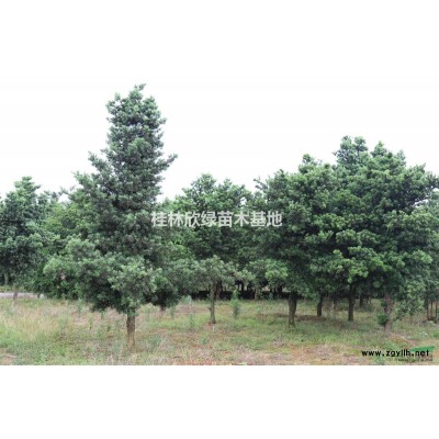 桂林地区大量供应10-40公分桂花树