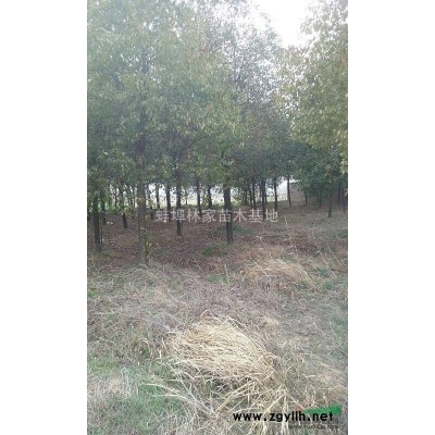 2016年大叶女贞，大叶女贞价格，*便宜大叶女贞批发价格