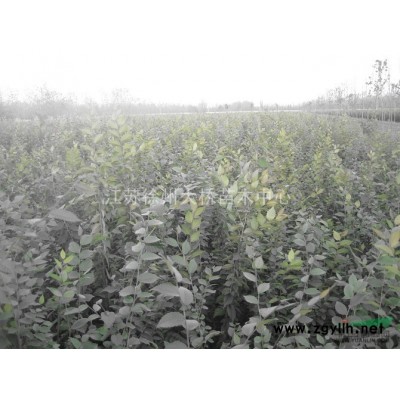 速生大叶女贞苗