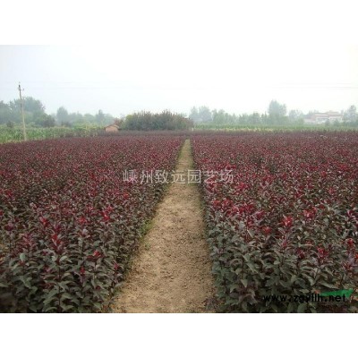 桂花 精品桂花 浙江桂花*新行情报价