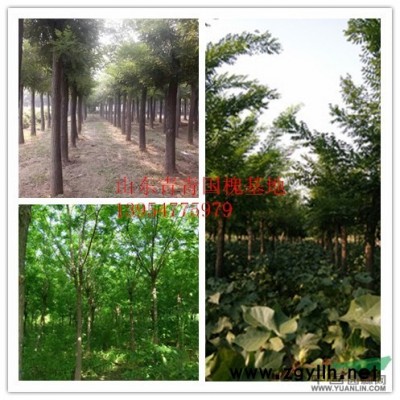 低价出售龙爪槐，白蜡，大叶女贞，垂柳，千头椿，木瓜树