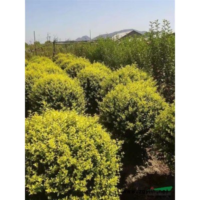 湖南桂花低价批发地经5-6公分上车价12块农户租地到期