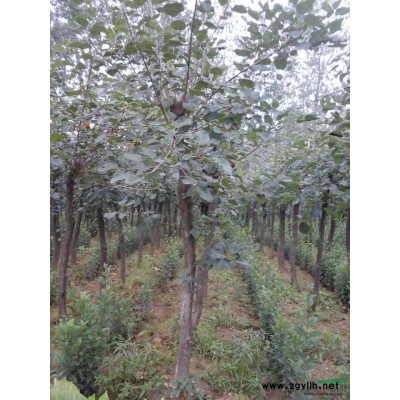 10-20公分大叶女贞