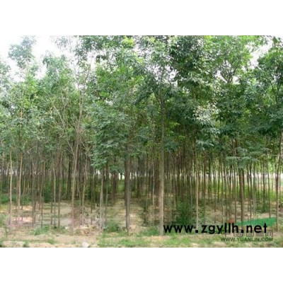 山东大叶女贞*新报价/大叶女贞图片