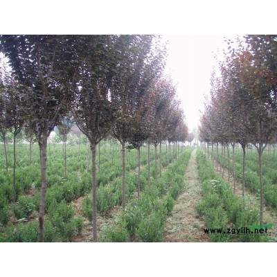 大叶女贞6到13公分