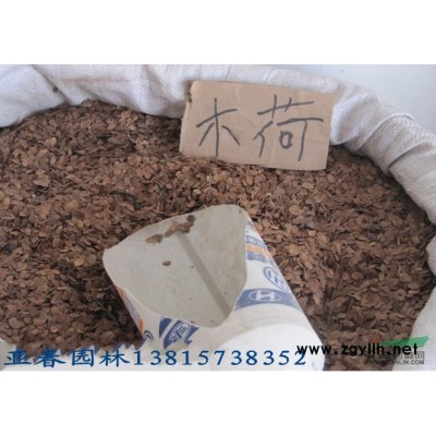 桂花树种子 桂花种子 金桂种子 丹桂 四季桂种子 10品种套