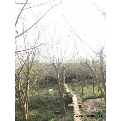 成都郫县温江崇州长期低价供应桂花球，桂花笼子，地笼桂花等乔灌