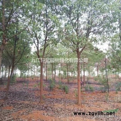 九江大量供应各种规格杜英