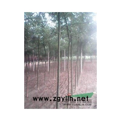 宿州国槐苗、大叶女贞、皂角苗、红枫、五角枫，臭椿苗圃价格