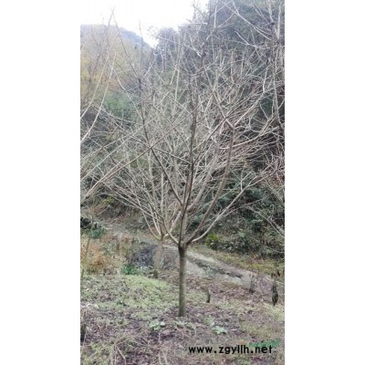 出售红叶李，紫薇，红枫，鸡爪槭，桂花，海棠，樱花，茶花等