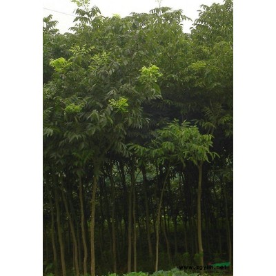 重阳木,红豆杉，红花木莲，樱花，三角枫，茶花，大叶女贞