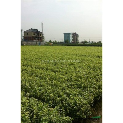 大叶女贞，合欢，杜英，榉树，喜树图2