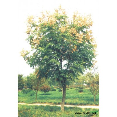 大叶女贞，江西大叶女贞