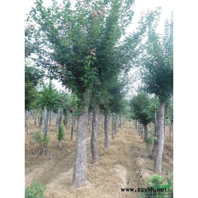 桂花*新价格/桂花报价