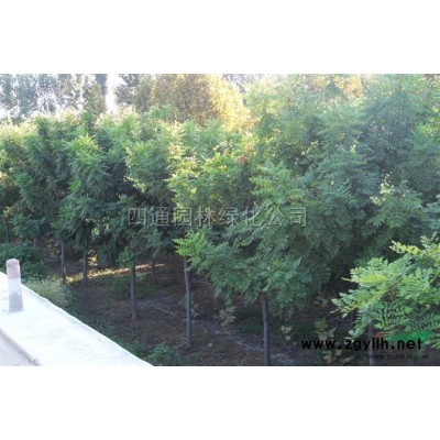 河南大叶女贞 河南高杆女贞