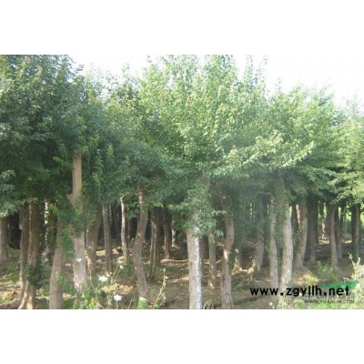 大叶女贞报价/安徽大叶女贞报价