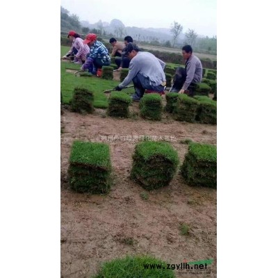 湖南郴州供应桂花