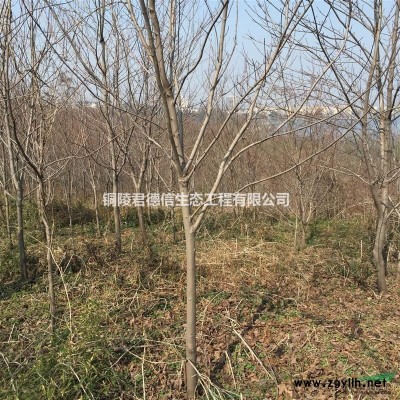 五角枫 桂花 马褂木 樱花