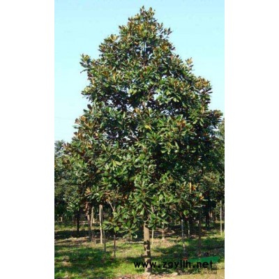 杜英2图片\杜英2报价