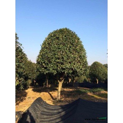 湖南杜英，湖南杜英小苗，，湖南杜英小苗小苗