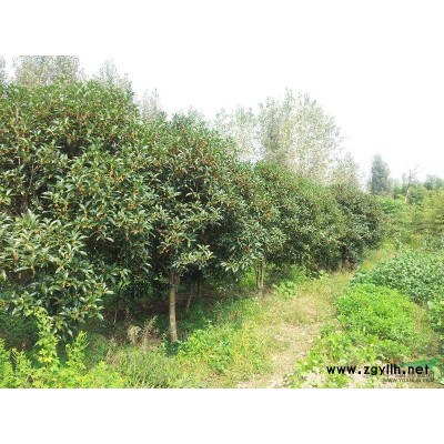 精品大桂花树2株，米径29公分