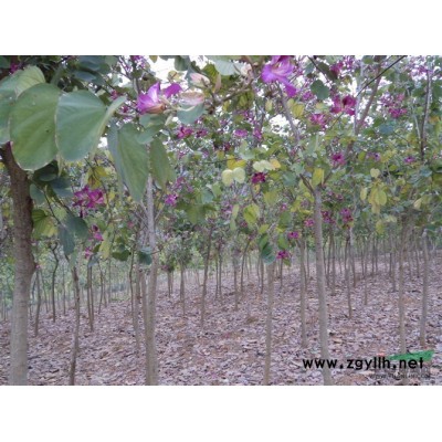 广西，柳州地区，桂花树大小苗