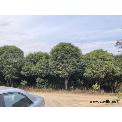 桂花树朴树出售