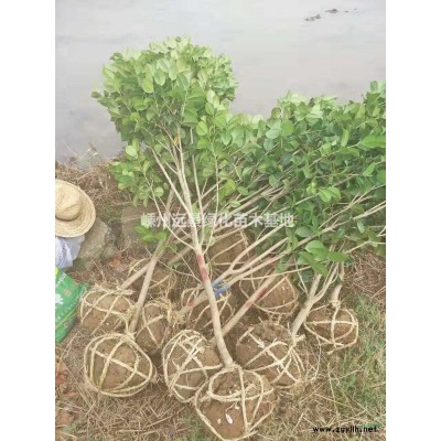 优质特价桂花产地直销