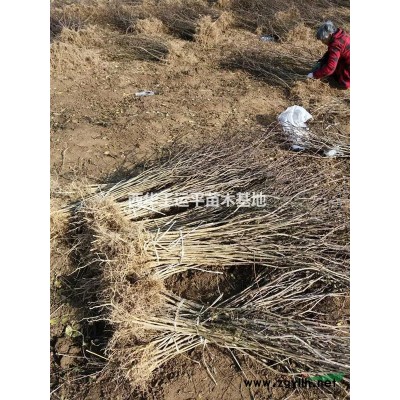 冬青苗供应大叶女贞苗低价出售大量供应