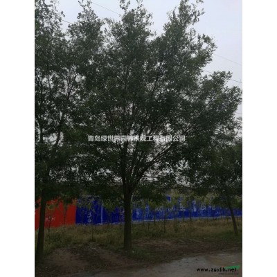 山东青岛市绿世界大叶女贞10-12公分大叶女贞分支点2.2米