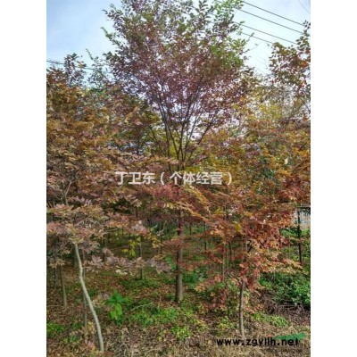 江苏大叶女贞，女贞出售