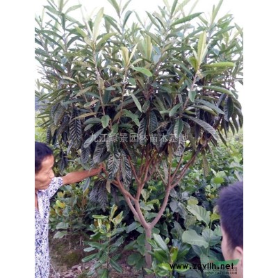 江西大叶女贞介绍