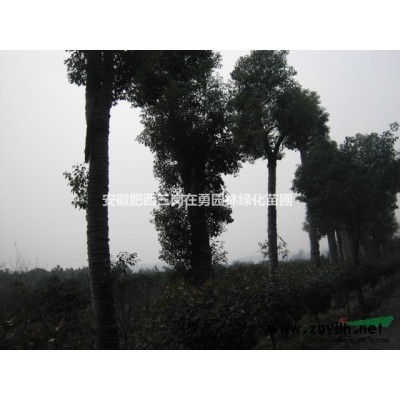 安徽大叶女贞、红花玉兰、香樟、红叶李、乌桕、三角枫、桂花供应