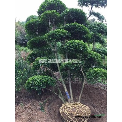 1-25公分桂花基地苗圃直销，报价低、量大