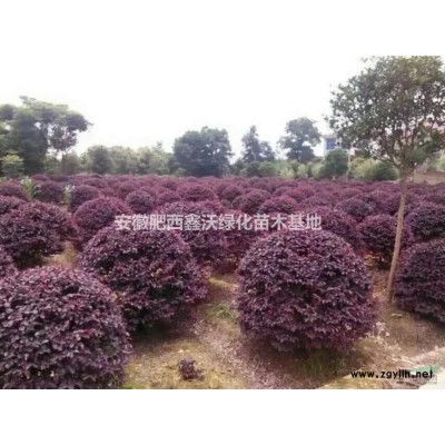 安徽[产品]/安徽桂花价格/报价