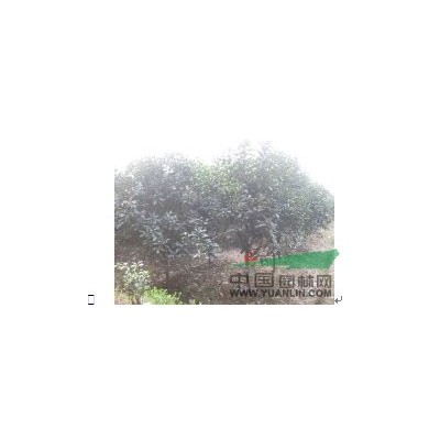 大量供应大叶女贞小苗