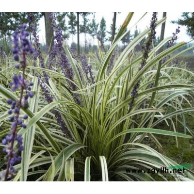 沭阳大叶女贞小苗 江苏大叶女贞基地