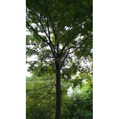 金桂 桂花 丹桂 浙江金桂 新金桂价格