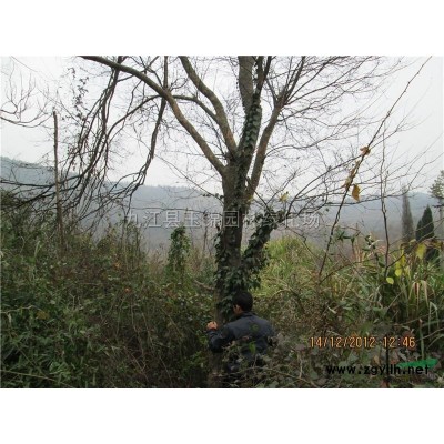 江西九江大叶女贞小苗，3-6公分大叶女贞