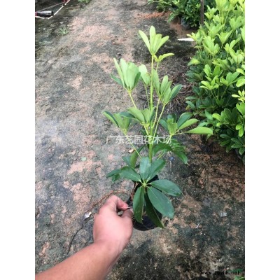 广东大小规格尖叶杜英基地