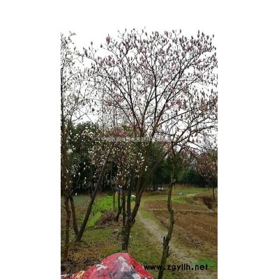 桂花、深山含笑、红玉兰处理