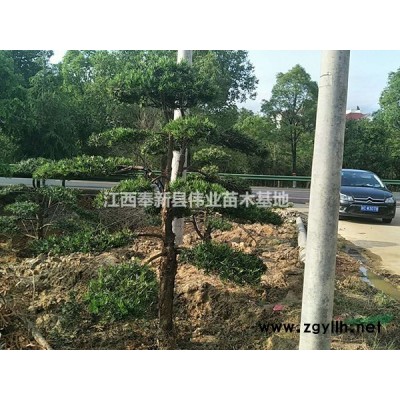 江西宜春奉新杜英9-15公分杜英小苗两年苗杜英苗圃基地苗木