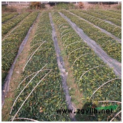 江西大叶女贞树1