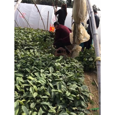 河南2公分大叶女贞，3公分大叶女贞价格，2公分刚竹批发