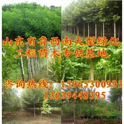 *新大叶女贞价格报价